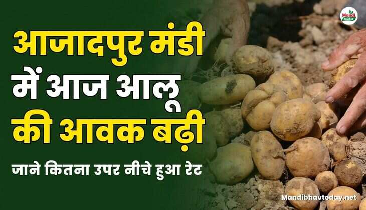 आजादपुर मंडी में आज आलू की आवक बढ़ी | जाने कितना उपर नीचे हुआ रेट