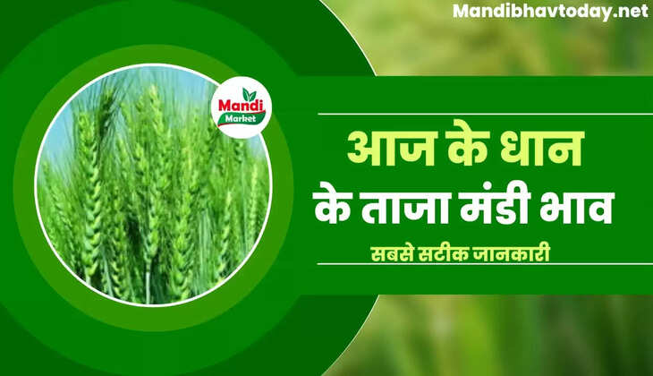 aaj ka dhan ka bhave 14 sep 22