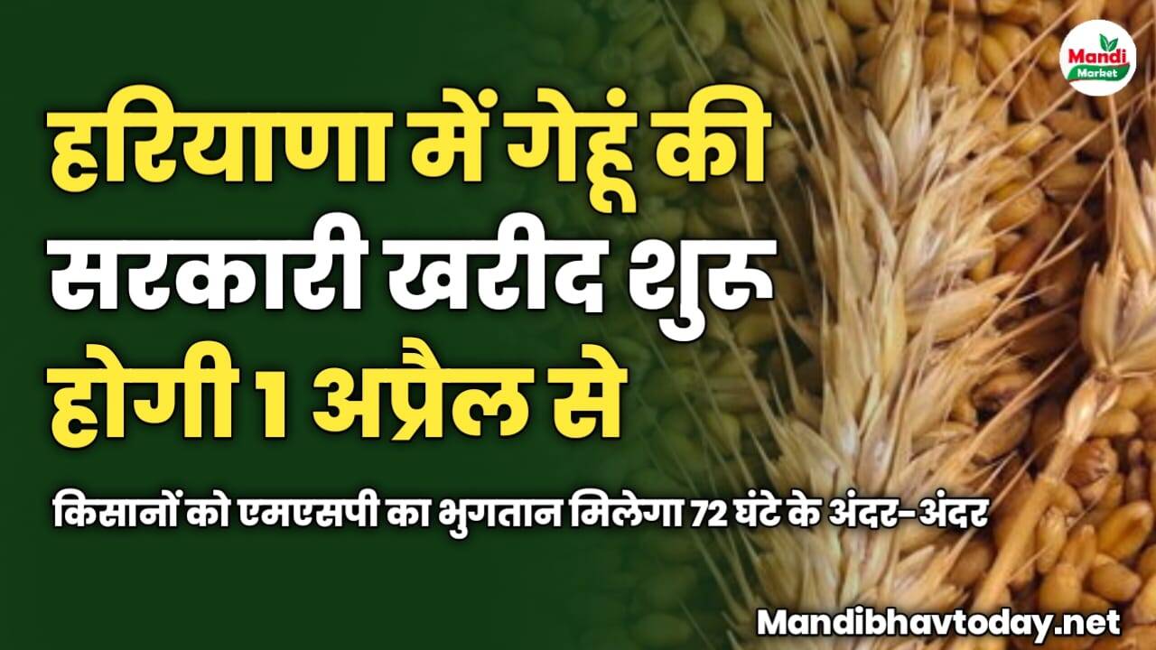 हरियाणा में गेहूं की सरकारी खरीद शुरू होगी 1 अप्रैल से | किसानों को एमएसपी का भुगतान मिलेगा 72 घंटे के अंदर-अंदर