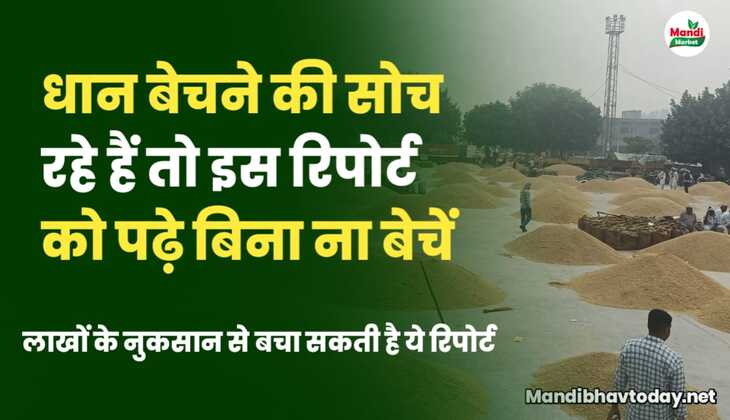 अगर धान बेचने की सोच रहे हैं तो इस रिपोर्ट को पढ़े बिना ना बेचें | Basmati Teji Mandi Report