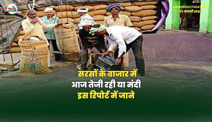 सरसों के बाजार में आज तेजी रही या मंदी | इस रिपोर्ट में जाने