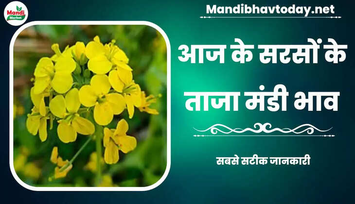 Sarso Live Rate Today 15 Feb 2023