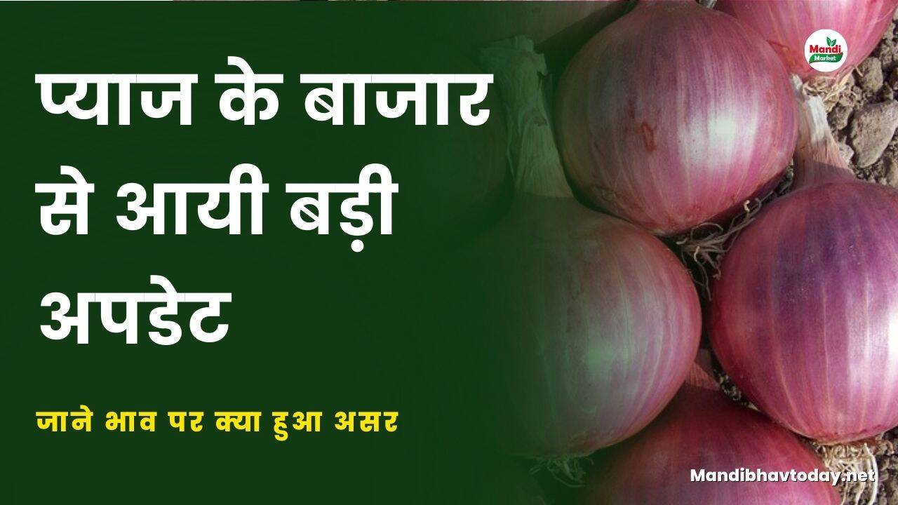 प्याज के बाजार से आयी बड़ी अपडेट | जाने भाव पर क्या हुआ असर