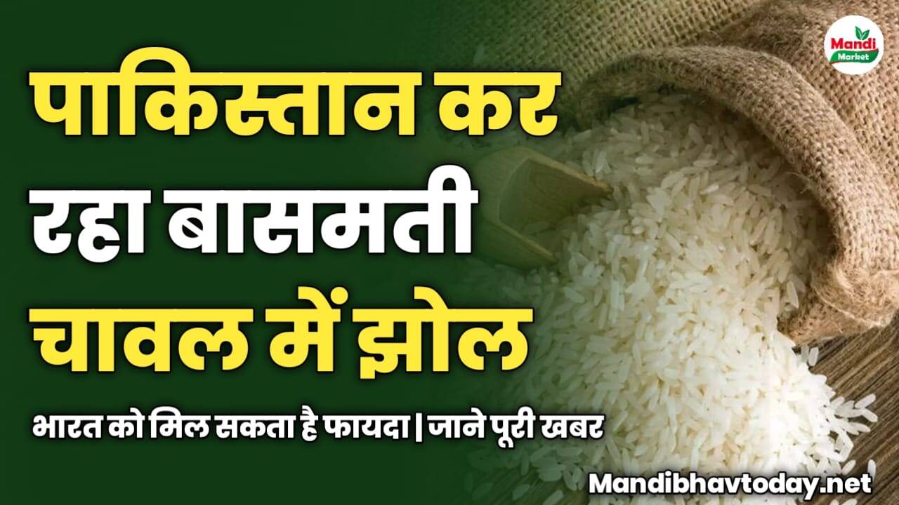 पाकिस्तान कर रहा बासमती में झोल | भारत को मिल सकता है फायदा | जाने पूरी खबर