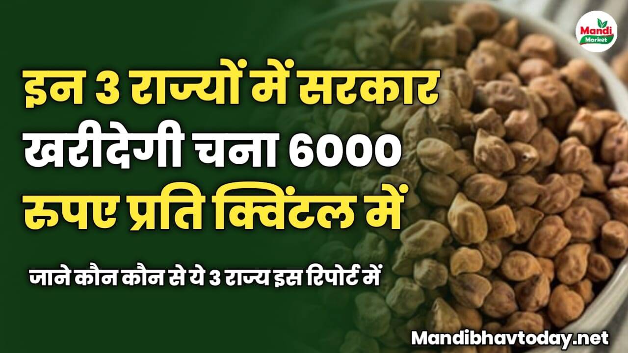 इन 3 राज्यों में सरकार खरीदेगी चना 6000 रुपए प्रति क्विंटल में | जाने कौन कौन से ये 3 राज्य इस रिपोर्ट में