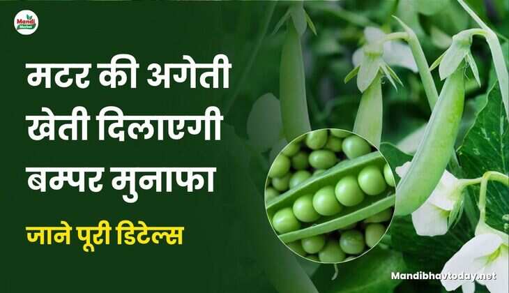 मटर की अगेती खेती दिलाएगी बम्पर मुनाफा | जाने पूरी डिटेल्स