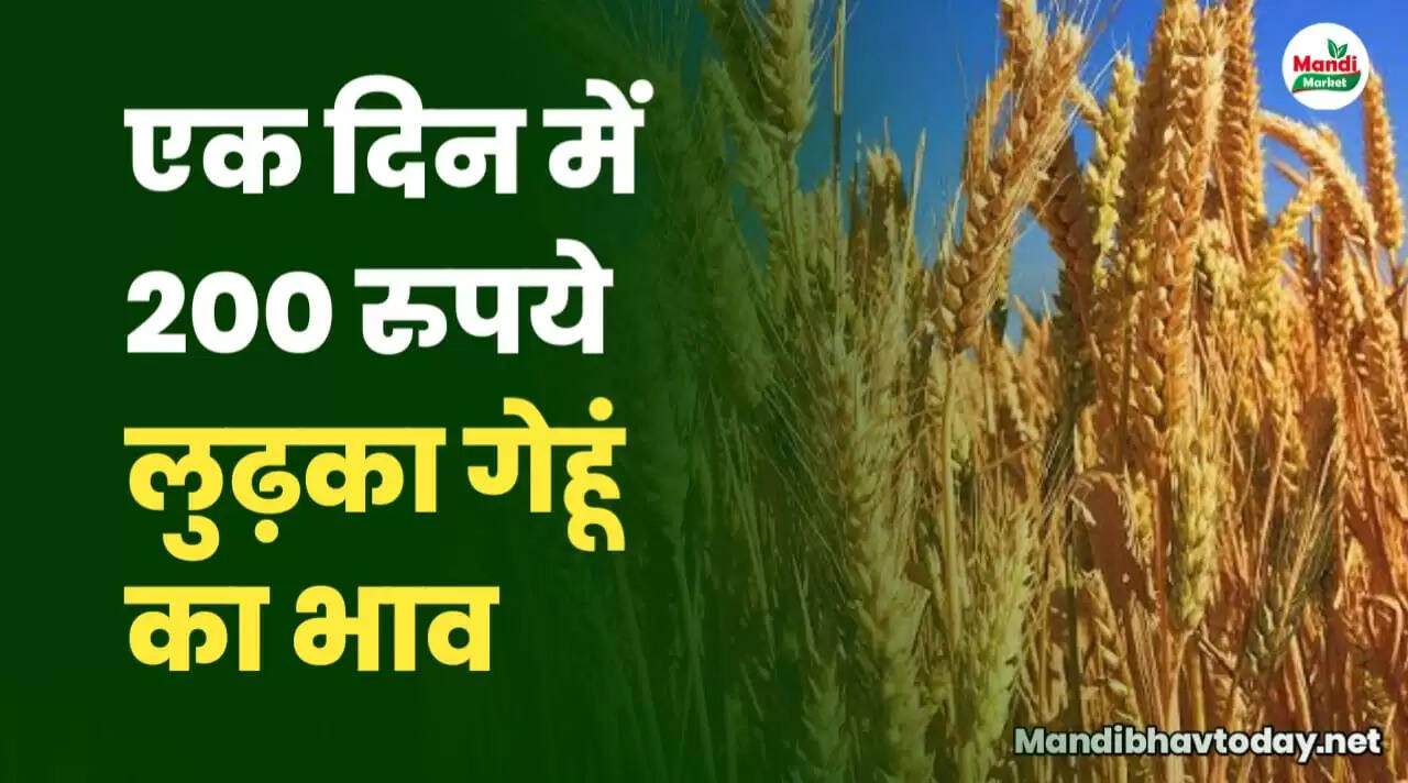 wheat rate