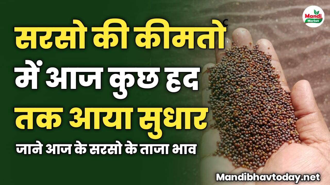 सरसो की कीमतों में आज कुछ हद तक आया सुधार | जाने आज के सरसो के ताजा भाव
