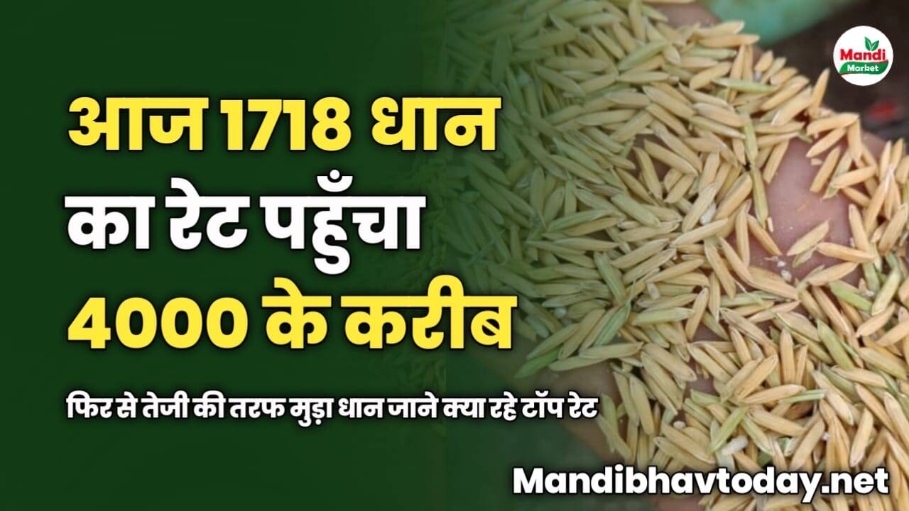 आज 1718 धान का रेट पहुँचा 4000 के करीब | फिर से तेजी की तरफ मुड़ा धान | जाने क्या रहे टॉप रेट