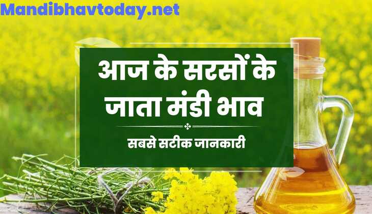 आज के सरसो के ताजा मंडी भाव | aaj ke sarso ke bhav 29 sep 2023