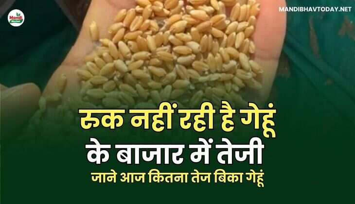 जाने आज कितना तेज बिका गेहूं