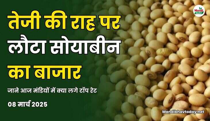 तेजी की राह पर लौटा सोयाबीन का बाजार | जाने आज मंडियों में क्या लगे टॉप रेट