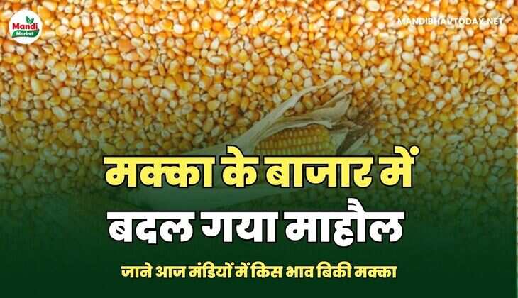 जाने आज मंडियों में किस भाव बिकी मक्का