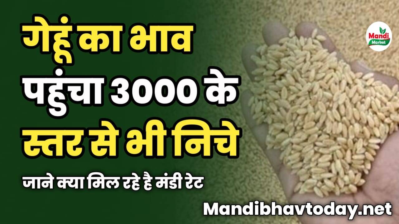 गेहूं का भाव पहुंचा 3000 के स्तर से भी निचे | जाने क्या मिल रहे है मंडी रेट