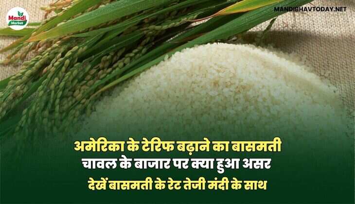 अमेरिका के टेरिफ बढ़ाने का बासमती चावल के बाजार पर क्या हुआ असर | देखें बासमती के रेट तेजी मंदी के साथ