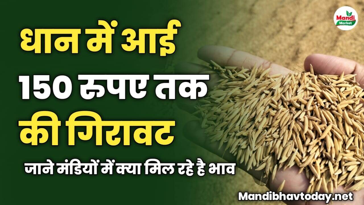धान में आई 150 रुपए तक की गिरावट | जाने मंडियों में क्या मिल रहे है भाव