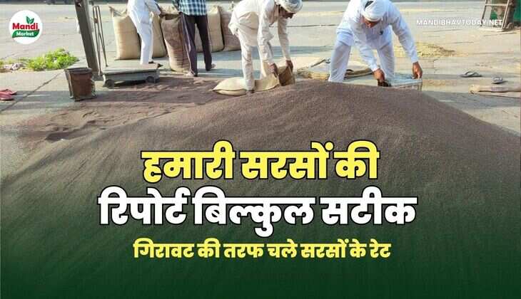हमारी सरसों की रिपोर्ट बिल्कुल सटीक | गिरावट की तरफ चले सरसों के रेट 