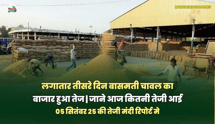 लगातार तीसरे दिन बासमती चावल का बाजार हुआ तेज | जाने आज कितनी तेजी आई
