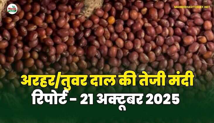  अरहर /तुवर  दाल की तेजी मंदी रिपोर्ट -  21 अक्टूबर 2025