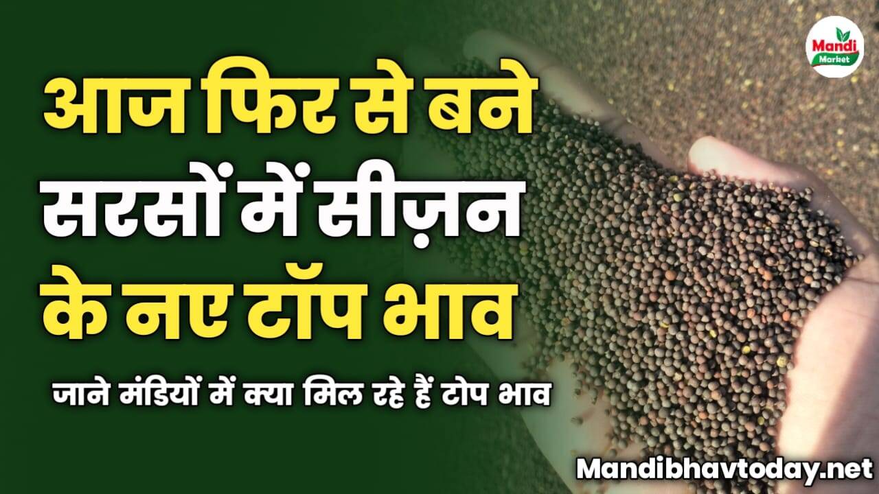 आज फिर से सरसों में बने सीज़न के नए टॉप | जाने मंडियों में क्या मिल रहे हैं टोप भाव