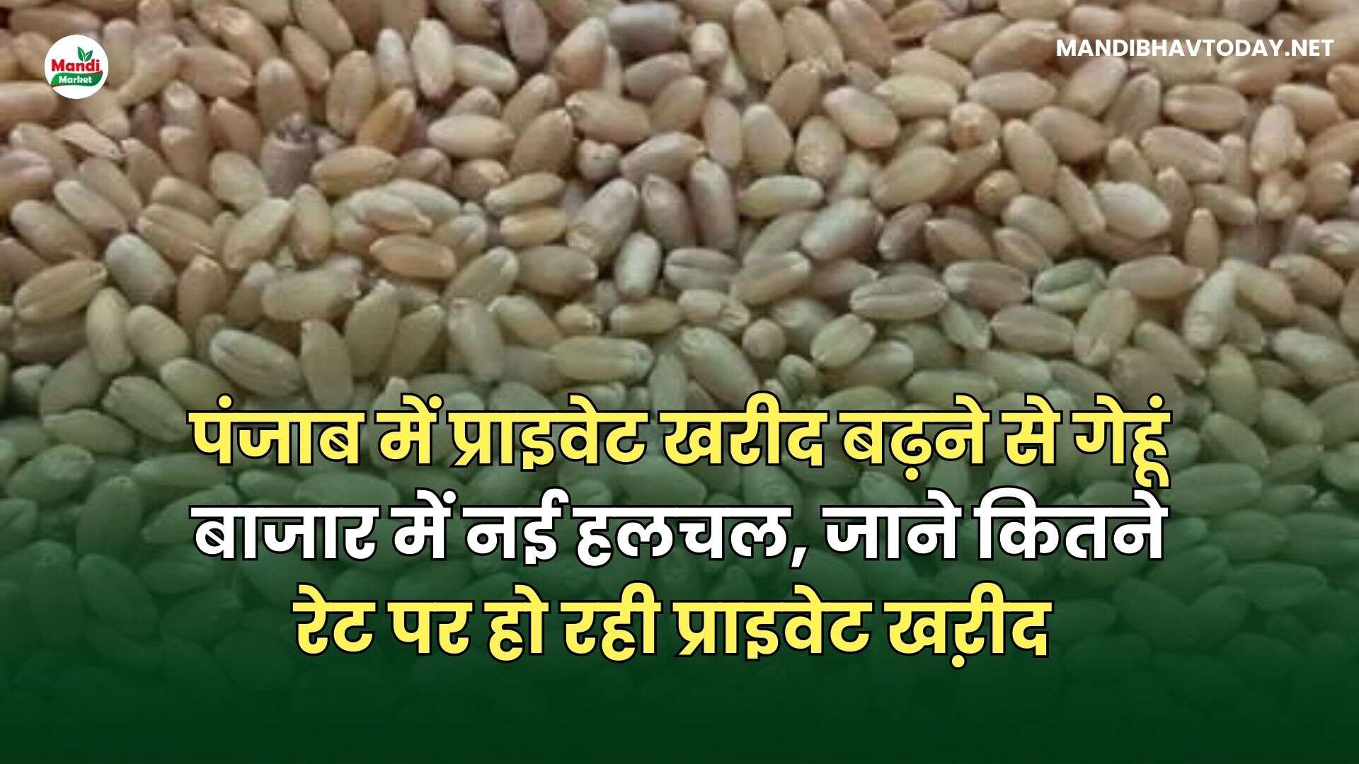 पंजाब में प्राइवेट खरीद बढ़ने से गेहूं बाजार में नई हलचल, जाने कितने रेट पर हो रही प्राइवेट खऱीद
