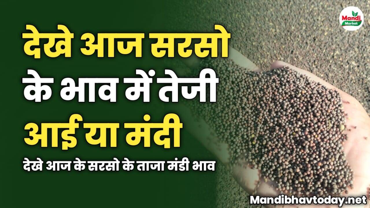 देखे आज सरसो के भाव में तेजी आई या मंदी | देखे आज के सरसो के ताजा मंडी भाव