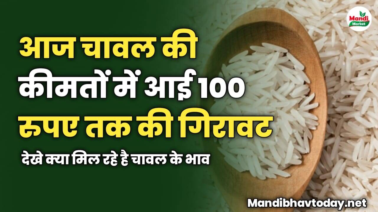 आज चावल की कीमतों में आई 100 रुपए तक की गिरावट | देखे क्या मिल रहे है चावल के भाव