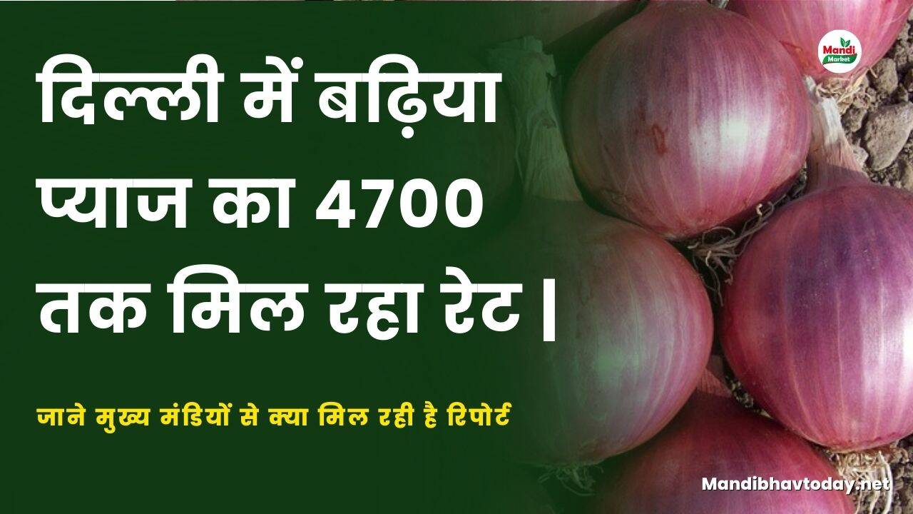 दिल्ली में बढ़िया प्याज का 4700 तक मिल रहा रेट | जाने मुख्य मंडियों से क्या मिल रही है रिपोर्ट