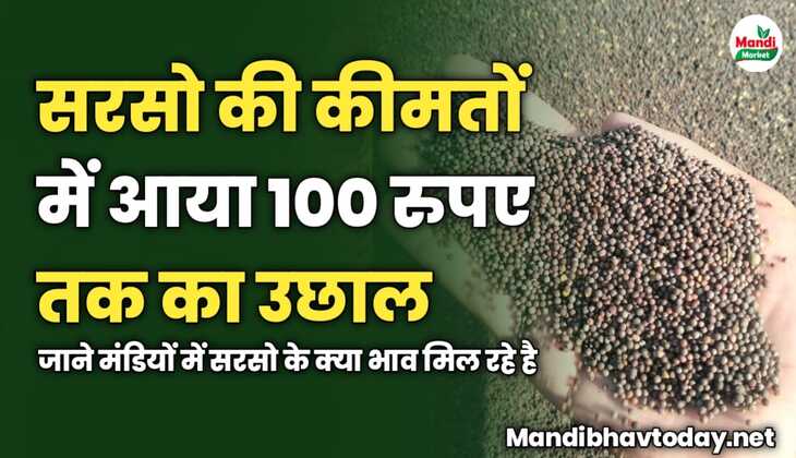 सरसो की कीमतों में आया 100 रुपए तक का उछाल | जाने मंडियों में सरसो के क्या भाव मिल रहे है 