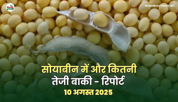 सोयाबीन में और कितनी तेजी बाकी - रिपोर्ट 
