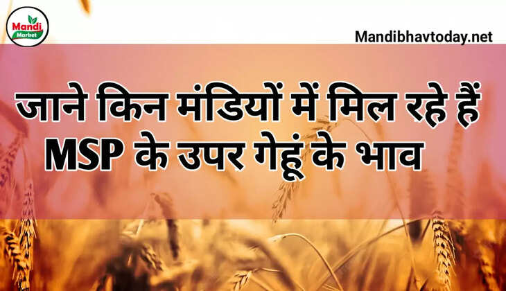 wheat kanak gehu Live Rate Today 20 april 2023 