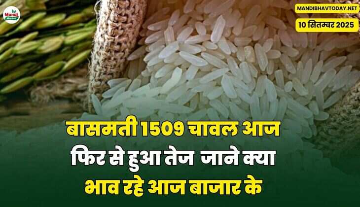 बासमती 1509 चावल आज फिर से हुआ तेज | जाने क्या भाव रहे आज बाजार के