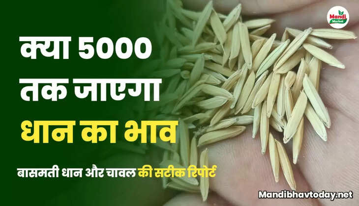 basmati rate report