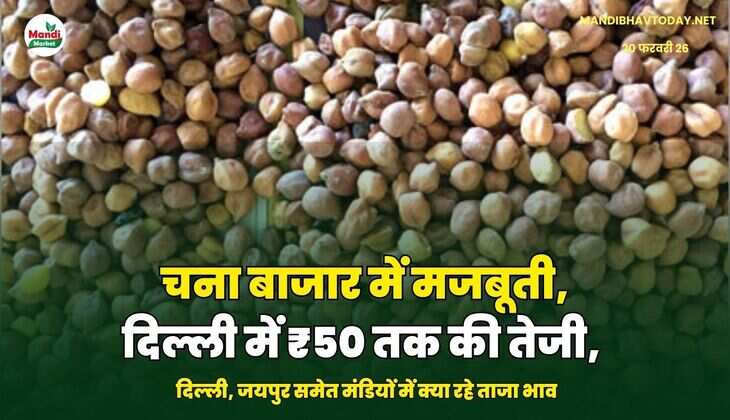 चना बाजार में मजबूती, दिल्ली में ₹50 तक की तेजी, जानें आज के रेट 20 फरवरी 26