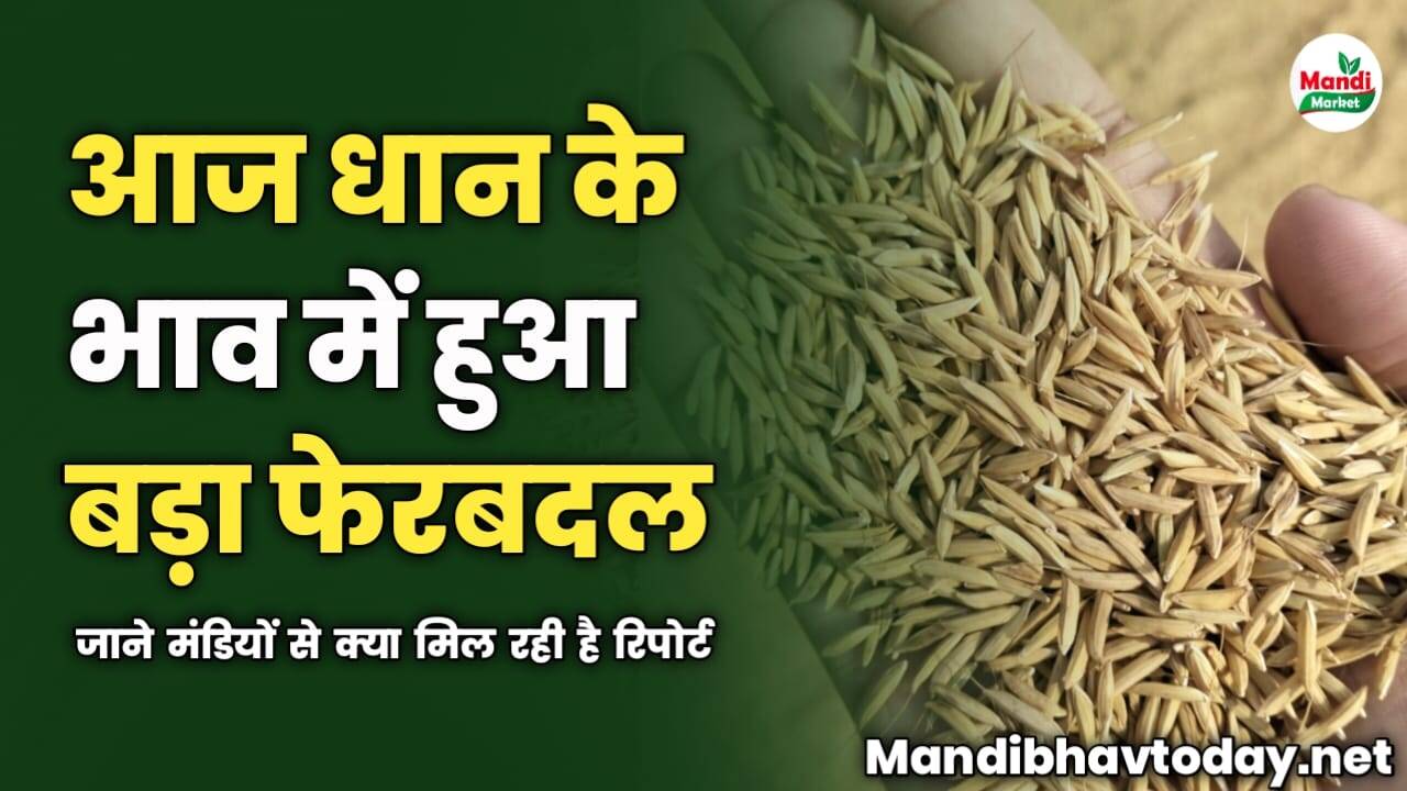 आज धान के भाव में हुआ बड़ा फेरबदल | जाने मंडियों से क्या मिल रही है रिपोर्ट