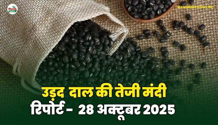 उड़द दाल की तेजी मंदी रिपोर्ट - 28 अक्टूबर 2025