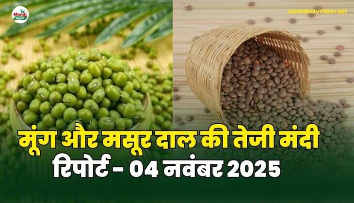 मूँग और मसूर दाल की तेजी मंदी रिपोर्ट - 04 नवंबर 2025 