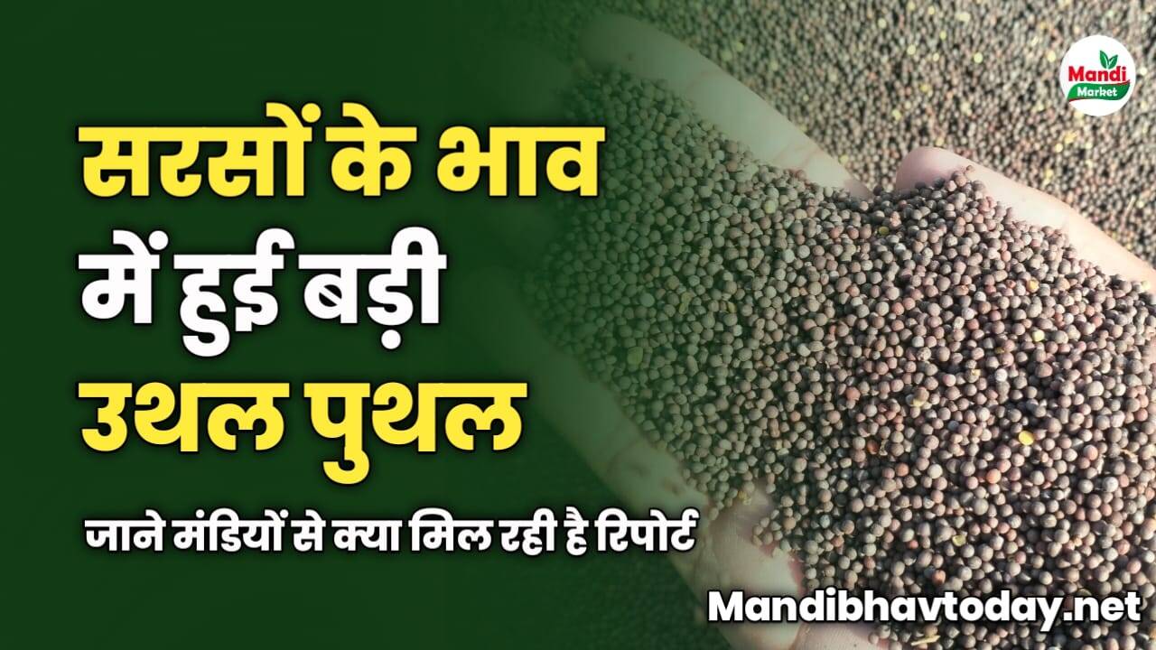 सरसों के भाव में हुई बड़ी उथल पुथल | जाने मंडियों से क्या मिल रही है रिपोर्ट