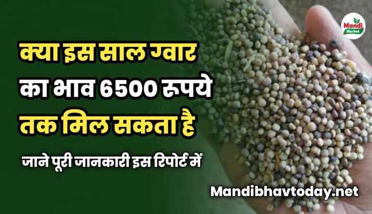 क्या इस साल ग्वार का भाव 6500 रूपये तक मिल सकता है | जाने पूरी जानकारी इस रिपोर्ट में 