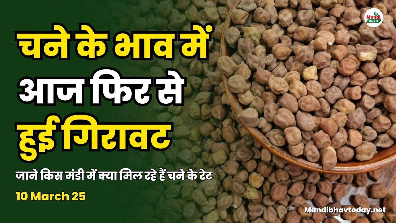 चने के भाव में आज फिर से हुई गिरावट | जाने किस मंडी में क्या मिल रहे हैं चने के रेट