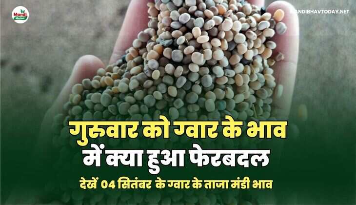 गुरुवार को ग्वार के भाव में क्या हुआ फेरबदल | देखें 04 सितम्बर ग्वार के ताजा मंडी भाव तेजी मंदी के साथ 