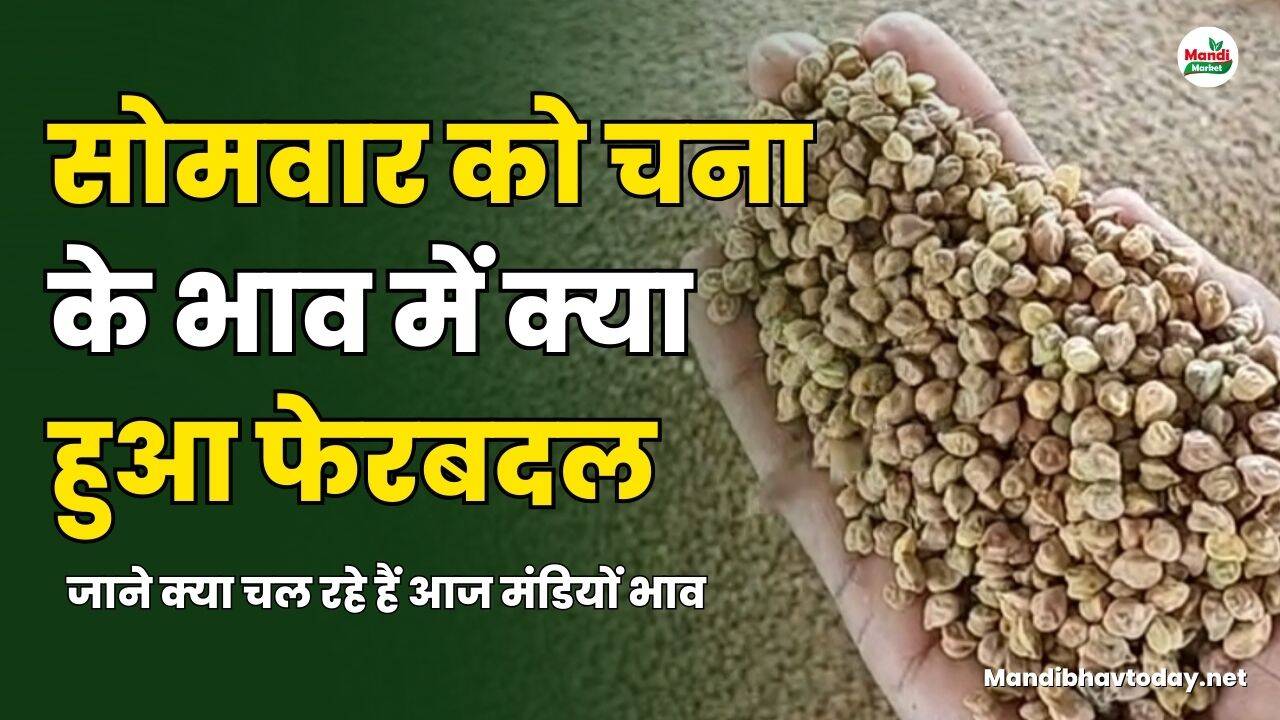 सोमवार को चना के भाव में क्या हुआ फेरबदल | जाने क्या चल रहे हैं आज मंडियों भाव