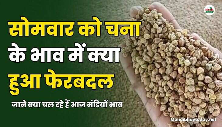 सोमवार को चना के भाव में क्या हुआ फेरबदल | जाने क्या चल रहे हैं आज मंडियों भाव 