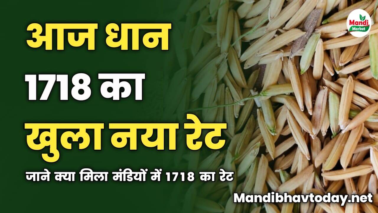 आज धान 1718 का खुला नया रेट | देखे आज किस भाव बिका धान 1718