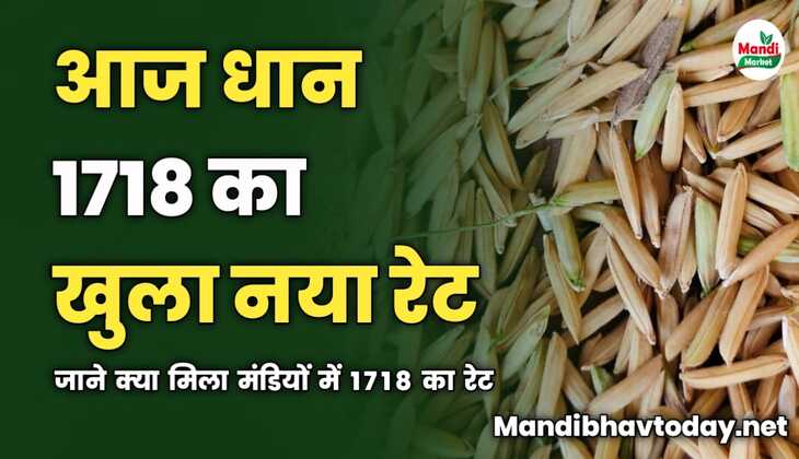 आज धान 1718 का खुला नया रेट | देखे आज किस भाव बिका धान 1718 