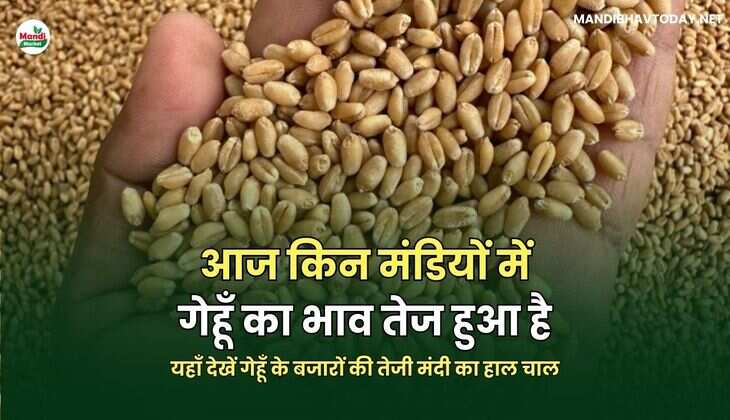 आज किन मंडियों में गेहूँ का भाव तेज हुआ है |  यहाँ देखें गेहूँ के बजारों की तेजी मंदी का हाल चाल
