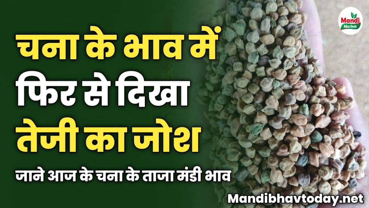 चना के भाव में फिर से दिखा तेजी का जोश | जाने आज के चना के ताजा मंडी भाव