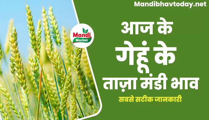 wheat kanak gehu Live Rate Today 12 Jan 2023