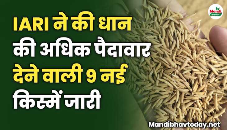 IARI ने की धान की अधिक पैदावार देने वाली 9 नई किस्में जारी | जाने पूरी जानकारी इस रिपोर्ट में
