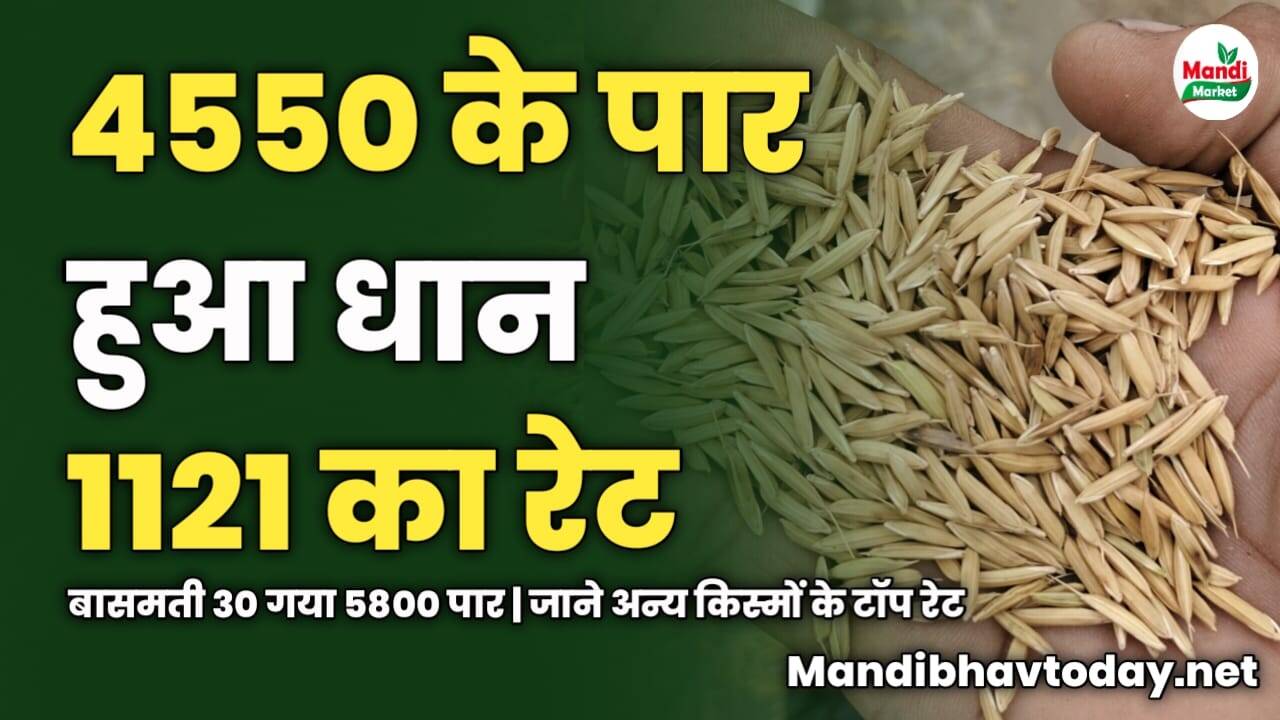 4550 के पार हुआ धान 1121 का रेट | बासमती 30 गया 5800 पार | जाने अन्य किस्मों के टॉप रेट